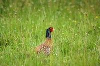 Partridges, quails, pheasants