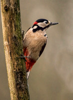Woodpeckers and Nuthatches