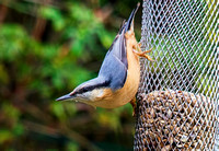 Woodpeckers and Nuthatch