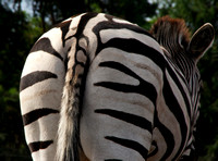 Horses and Zebras