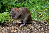 Brown Rat